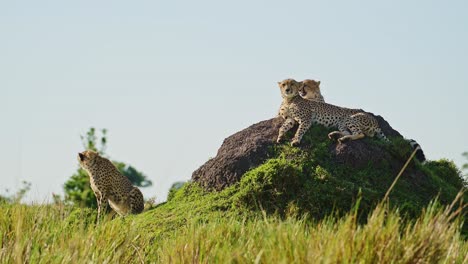 Cheetah-Family-in-Africa,-African-Wildlife-Animals-in-Masai-Mara,-Kenya,-Mother-and-Young-Baby-Cheetah-Cubs-on-Top-of-a-Termite-Mound-Lookout-on-Safari-in-Maasai-Mara,-Amazing-Beautiful-Animal