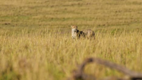 Slow-Motion-of-Cheetah-Walking-in-Long-Savannah-Grass,-Masai-Mara-Kenya-Animal-on-African-Wildlife-Safari-in-Maasai-Mara,-Beautiful-Big-Cat-Hunting-Looking-Around-for-Prey-in-Savanna-Grasses