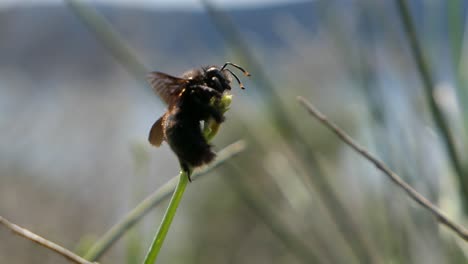 Bee-hanging-on-a-blade-of-grass,-insect-closeup