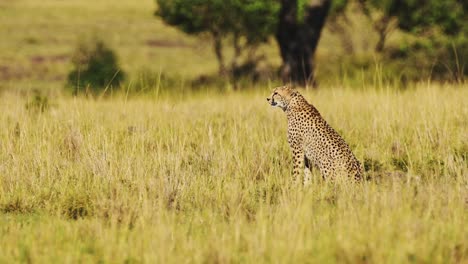 Slow-Motion-of-Africa-Wildlife-Safari-Animal,-Cheetah-in-African-Masai-Mara-in-Kenya-in-Beautiful-Savannah-Long-Grass-Landscape-Scenery,-Low-Angle-Shot-in-Maasai-Mara-in-Savanna-Grasses-and-Plains