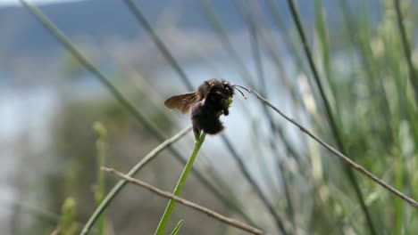 Bee-climbing-on-a-blade-of-grass,-insect-closeup