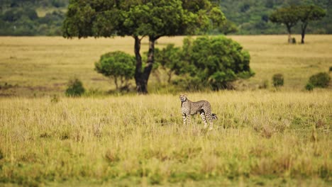 Cámara-Lenta-De-Guepardo-Caminando-En-Hierba-De-Sabana-Larga,-Animal-Masai-Mara-Kenia-En-Safari-De-Vida-Silvestre-Africana-En-Maasai-Mara,-Hermoso-Gato-Grande-Cazando-Mirando-Alrededor-En-Pastos-De-Sabana