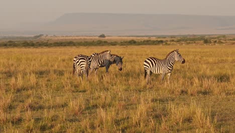 Slow-Motion-of-Africa-Wildlife,-Zebra-Herd-Grazing-Savannah,-Animals-on-African-Safari-in-Masai-Mara-in-Kenya-at-Maasai-Mara,-Beautiful-Golden-Hour-Sunset-Sun-Light,-Steadicam-Shot