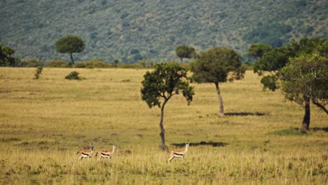 Slow-Motion-of-Alert-Thomsons-Gazelle-Alarm-Call-While-Cheetah-Hunting-on-a-Hunt-in-Africa,-African-Wildlife-Safari-Animals-in-Masai-Mara,-Kenya-in-Maasai-Mara,-Amazing-Animal-Behaviour