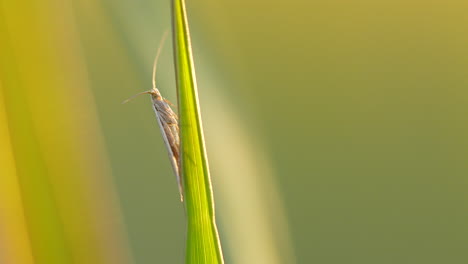 Makroaufnahme-Einer-Wilden-Libelle-Mit-Antenne,-Die-Im-Sonnenuntergang-Auf-Einem-Pflanzenblatt-Ruht