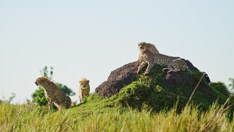 Cámara-Lenta-De-La-Familia-Del-Guepardo-En-África,-Animales-Salvajes-Africanos-En-Masai-Mara,-Kenia,-Cachorros-De-Madre-Y-Guepardo-En-La-Cima-De-Un-Montículo-De-Termitas-En-Safari-En-Maasai-Mara,-Increíble-Hermoso-Animal