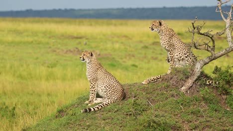 Afrikanische-Tierwelt-Der-Gepardenfamilie-In-Afrika,-Gepard-Auf-Termitenhügel-In-Der-Masai-Mara,-Kenia-Safaritiere-In-Der-Savannenlandschaft-Der-Masai-Mara,-Sitzen-Und-Schauen-Sich-Um