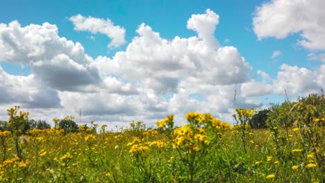 An-Einem-Sonnigen-Frühlingstag-Blühen-Wunderschöne-Gelbe-Blumen-Auf-Dem-Feld