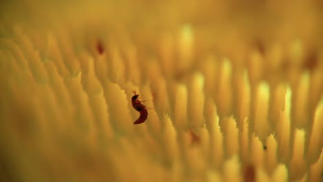 Termiten-Fressen-An-Gelb-Blühenden-Pflanzen,-Allmählich-Makro