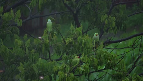 Papageien-Sitzen-Im-Regen-Auf-Einem-Baum