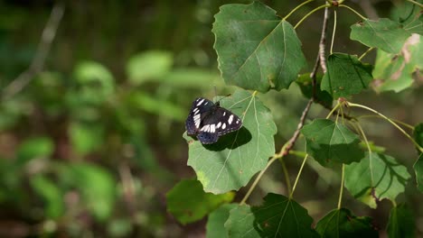 Butterfly-with-colored-highlights-sits-on-a-green-leaf,-red,-blue,-white-and-black
