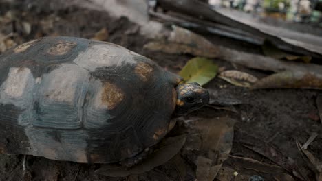 Arrau-Schildkrötenarten-Im-Amazonas-Tropenwald-In-Ecuador,-Südamerika