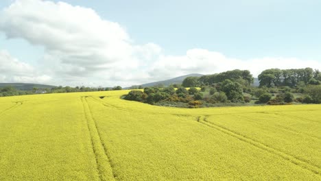 Flying-Over-The-Rapeseed-Field-With-Yellow-Flowers-In-Daytime-In-Wexford,-Ireland