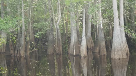 Passing-by-trunks-of-tupelo-and-bald-cypress-trees,-wide-bottom-cypress