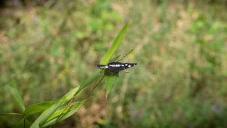 Butterfly-resting-on-a-green-leaf,-turns-around-to-face-the-camera