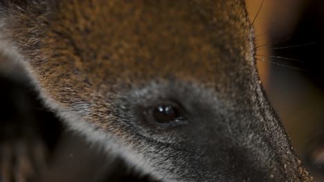 Close-Up-Shot-Of-South-American-Nasua,-A-Pizote-Mammal-In-The-Amazon-Rainforest-Of-Ecuador