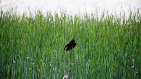 A-wild-Red-Winged-blackbird-flies-from-being-perched-on-grass-near-water-in-Colorado,-USA