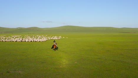 Woman-riding-a-horse-to-a-flock-of-sheep-to-guide-them-in-a-green-meadow-valley