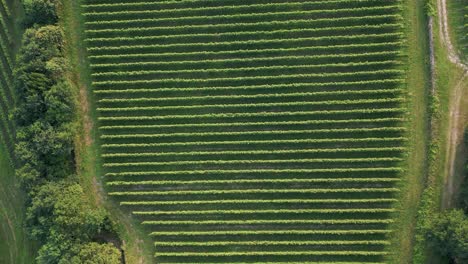 Overhead-View-Of-Vast-Countryside-With-Vineyards-In-Lima-Valley,-Portugal
