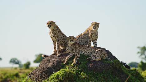 Masai-Mara-Gepardenfamilie-In-Afrika,-Afrikanische-Wildtiere-In-Kenia,-Mutter-Und-Gepardenjunge-Auf-Einem-Termitenhügel-Aussichtspunkt-Auf-Safari-In-Masai-Mara,-Erstaunlich-Schönes-Tier