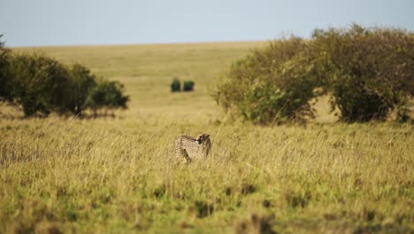Cámara-Lenta-De-Guepardo-Caminando-En-Hierba-De-Sabana-Larga,-Animal-Salvaje-De-Safari-Africano-En-Pastos-De-Sabana-En-Maasai-Mara,-Kenia-En-áfrica-En-Maasai-Mara,-Merodeando-En-El-Paisaje-De-Las-Llanuras-De-Pastizales