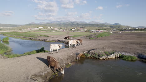 Búfalos-Y-Vacas-Cruzan-La-Vista-Del-Río-Desde-Drones-4k
