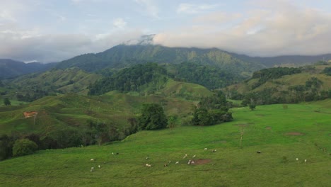 Lush-green-valley-with-cows-grazing-on-ranch-in-Costa-Rica,-aerial