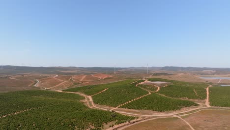 Drone-panoramic-overview-above-orchard-and-wind-farms-in-hilly-landscape