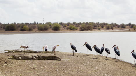 Relaxing-crocodile-and-Marabou-storks-at-African-national-park-in-Kenya