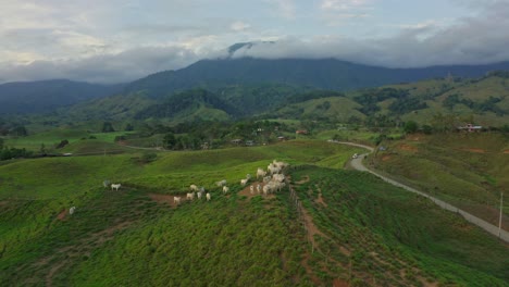 White-Zebu-cattle-cows-standing-in-group-in-Costa-Rica-countryside,-aerial