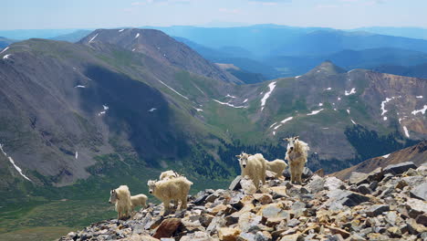 Cinematic-top-of-Grays-and-Torreys-14er-Rocky-Mountains-peaks-Colorado-of-mountain-goat-sheep-group-family-and-babies-natural-habitat-butterflies-mid-day-sunny-summer-slowly-motion-follow-pan