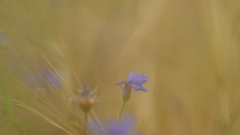 Cornflower-swaying-in-the-field-among-wild-vegetation