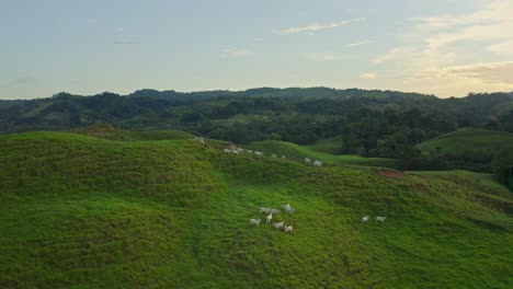 Weiße-Zebu-Kühe-Auf-Einem-üppigen-Grashügel-In-Der-Landschaft-Von-Costa-Rica,-Luftaufnahme