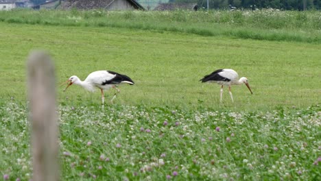 Slow-motion-shot-showing-couple-of-stork-grazing-on-countryside-field-in-Switzerland