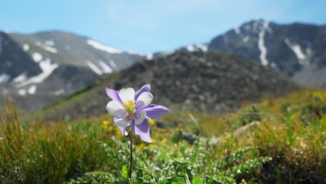 Cinematic-circling-pan-single-Columbine-Wild-Flower-on-hiking-trail-Grays-and-Torreys-14er-Peak-Rocky-Mountain-Colorado-mid-summer-green-grass-beautiful-blue-sky-day-snow-on-top-of-mountains