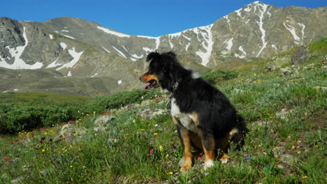 Cinematic-Mini-Aussie-Dog-on-trail-wildflowers-Grays-and-Torreys-14er-Rocky-Mountains-peaks-Colorado-sunny-summer-blue-sky-stunning-snow-at-top-beautiful-morning-wide-slow-motion