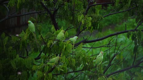 So-Viele-Papageien-Sitzen-Auf-Bäumen,-Trotz-Regen