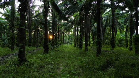 Slow-drone-dolly-over-lush-undergrowth-in-oil-palm-tree-plantation-at-sunset