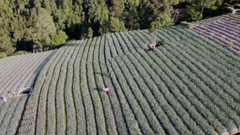 Aerial-orbiting-shot-of-farmer-working-on-SCALLION-PLANTATION-on-SLOPE-OF-MOUNT-SUMBING,-INDONESIA