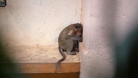 monkey-seating-alone-billding-wall