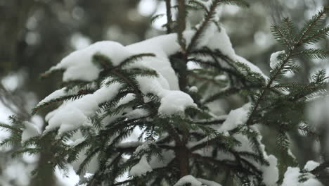 Green-branches-of-small-tree-in-forest-under-the-snow-in-winter