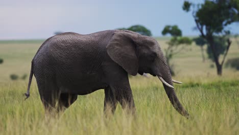 Zeitlupenaufnahme-Eines-Verspielten-Elefanten-Mit-Schwingendem-Rüssel-In-Der-Tierwelt-Des-Afrikanischen-Masai-Mara-Nationalreservats-In-Kenia,-Afrika-Safaritiere-Im-Naturschutzgebiet-Masai-Mara-Nord