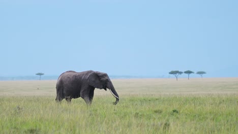 Slow-Motion-Shot-of-Lonely-Elephant-walking-and-grazing-across-colourful-green-African-plains-of-Africa,-Wildlife-in-Maasai-Mara-National-Reserve,-Kenya,-Safari-Animals-in-Masai-Mara