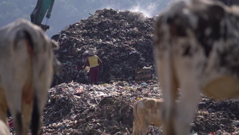 Aasfresser-Suchen-Nach-Gütern-In-Müllbergen,-Endlagerung-In-Piyungan,-Yogyakarta