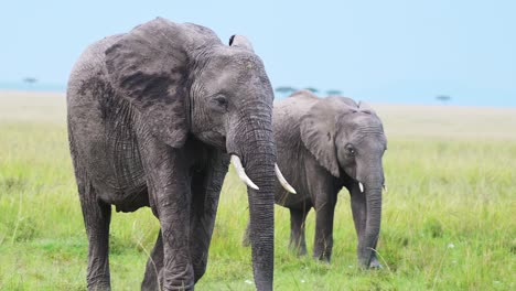 Slow-Motion-Shot-of-Family-of-African-wildlife-safari-animals-Elephants-walking-through-Maasai-Mara-National-Reserve,-Kenya,-Protection-of-Masai-Mara-North-Conservancy