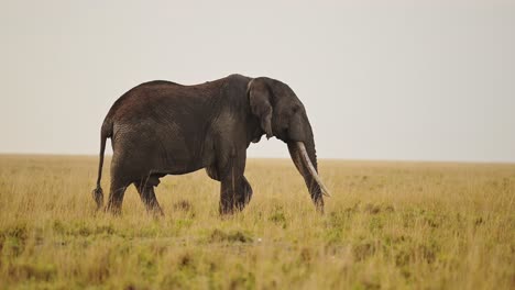Zeitlupenaufnahme-Von-Fünf-Großen-Elefanten,-Die-Auf-Gräsern-In-Den-Savannenebenen-Der-Masai-Mara-Grasen,-Afrikanische-Tierwelt-Im-üppigen-Masai-Mara-Nationalreservat,-Kenia,-Afrikanische-Safaritiere-In-Der-Masai-Mara