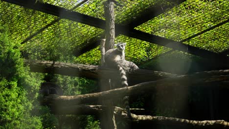 Lemur-Sitzt-In-Einem-Käfig-Und-Genießt-Die-Sonne-Auf-Einem-Baumstamm