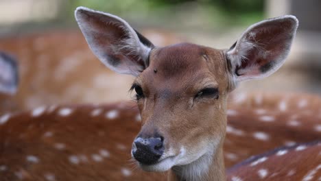 Close-up-portrait-shot-of-young-deer-dawn-with-flies-on-head-during-sunny-day-outdoors