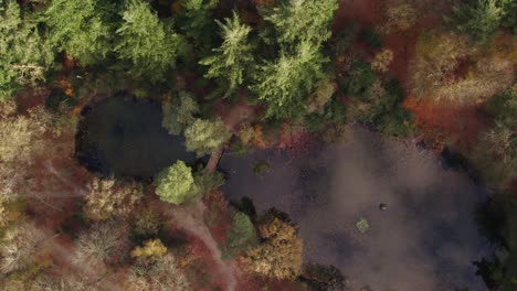 Flying-above-small-lake-at-Friesland-surround-by-trees-at-Autumn,-aerial