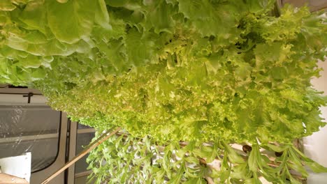 The-image-shows-the-process-of-growing-lettuce-leaves